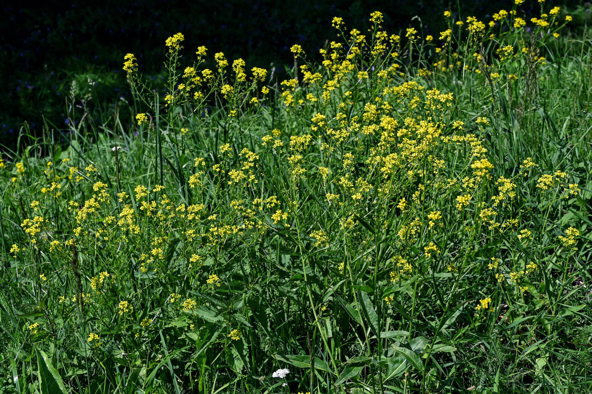 Image of Bunias orientalis specimen.