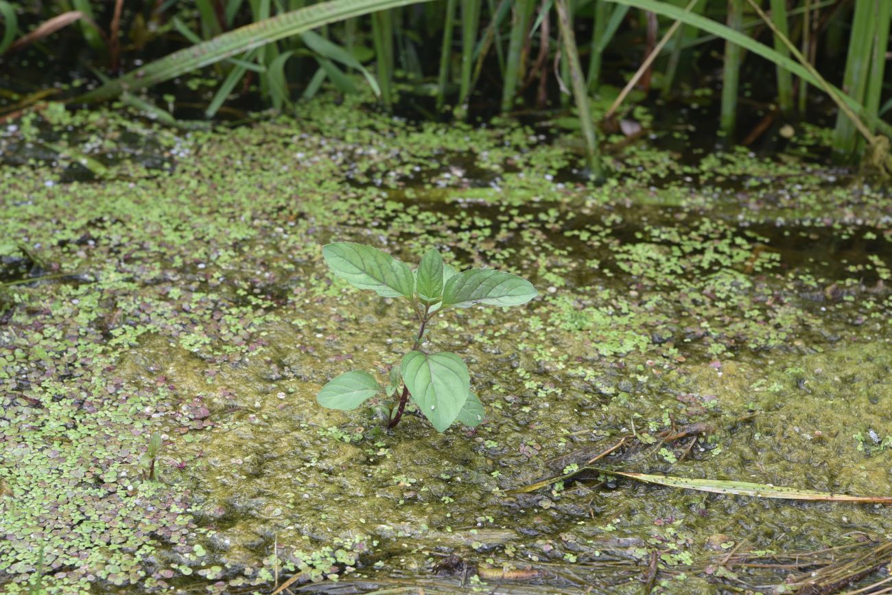 Изображение особи род Mentha.