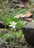 Anemonastrum sibiricum. Цветущие растения в каменистой тундре. Камчатский край, Елизовский р-н, подножие горы Летняя Поперечная, склон западной экспозиции. 04.08.2024.