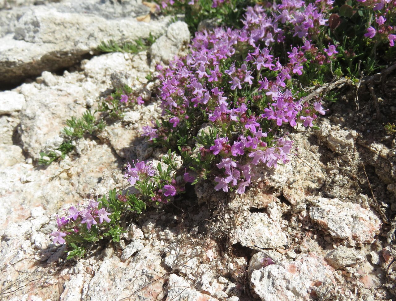 Изображение особи Thymus zygioides.