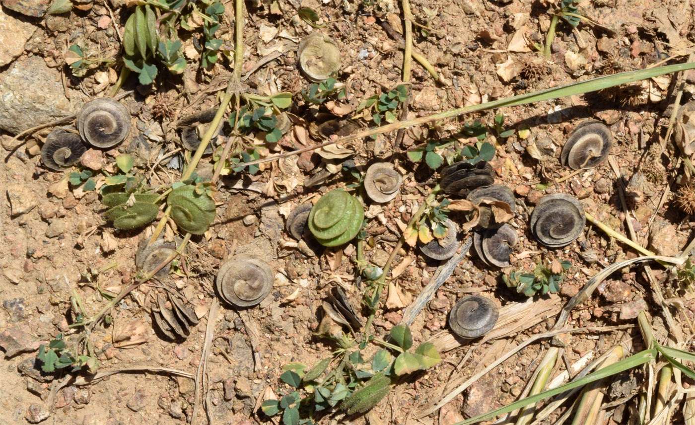 Image of Medicago orbicularis specimen.