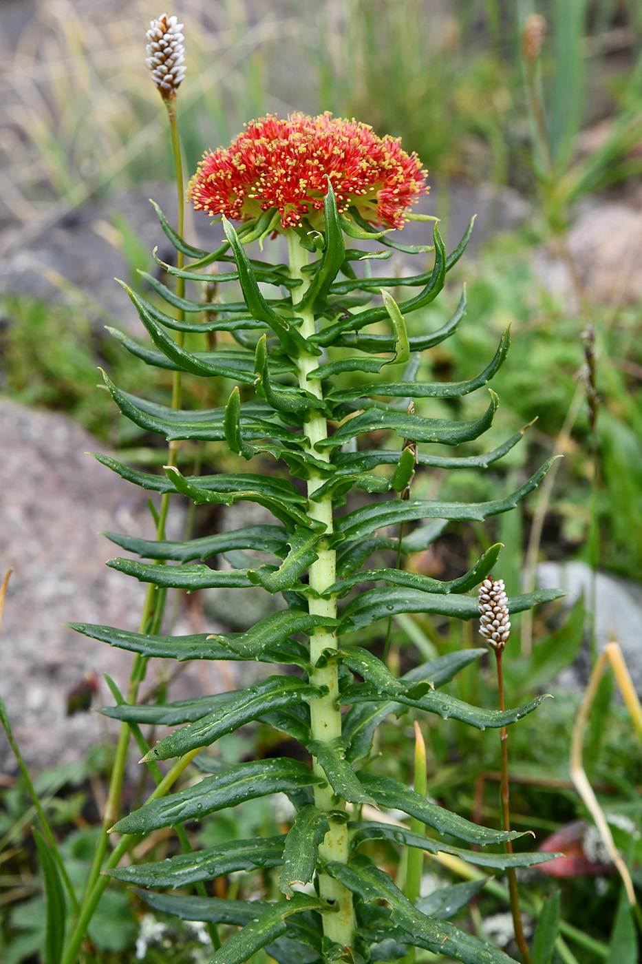 Изображение особи Rhodiola linearifolia.