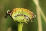 Leucanthemum ircutianum. Отцветающее соцветие (часть цветков удалена). Беларусь, Витебская обл., окр. пос. Езерище, выкашиваемый суходольный луг. 14.07.2024.