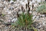 Trisetum spicatum. Плодоносящее(?) растение. Казахстан, Заилийский Алатау в окр. г. Алматы, Большое Алматинское ущ., р-н Космостанции, ≈3500 м н.у.м., скопление гранитного мелкозёма у ручья. 27 июля 2024 г.