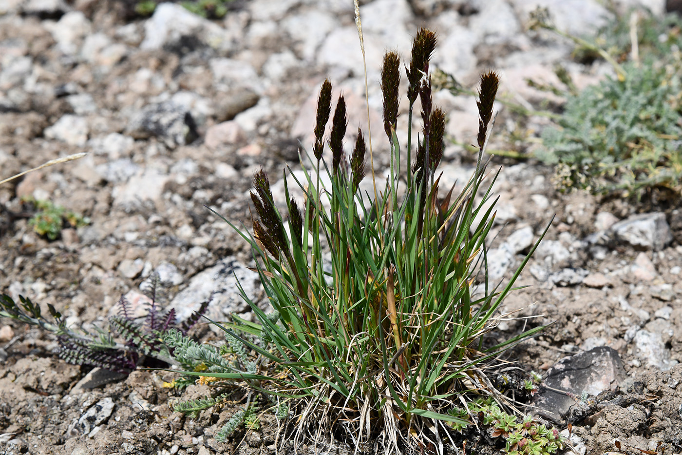 Изображение особи Trisetum spicatum.