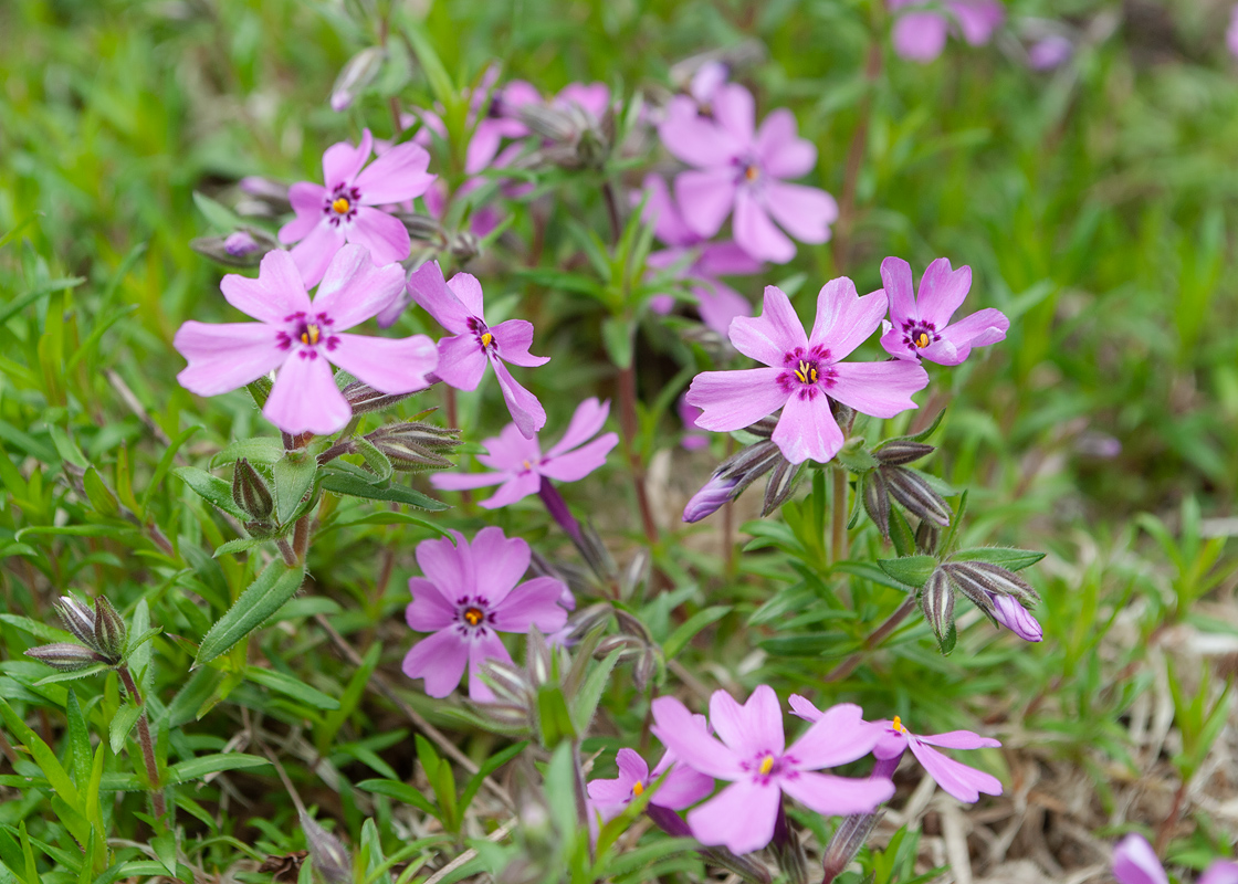 Image of Phlox subulata specimen.