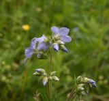 Polemonium caucasicum. Соцветие с цветками и бутонами. Чечня, Шаройский р-н, 400 м от с. Хакмадой, выс. ок. 1720 м н.у.м., лиственный лес между с. Хакмадой и хутором Хочелдой, луг на поляне. 2 июля 2024 г.