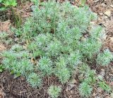 Artemisia sericea