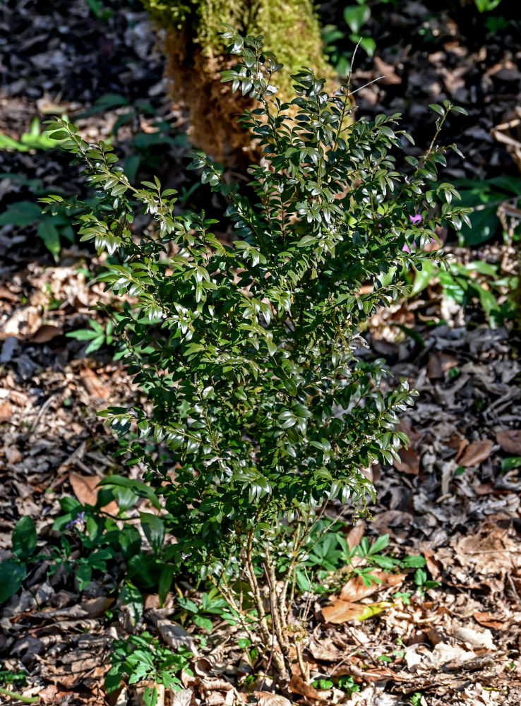 Image of Buxus colchica specimen.