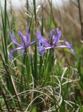 View full-size image Iris ventricosa