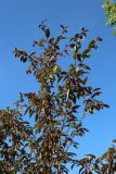 View full-size image Malus × moerlandsii
