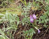 Смотреть изображение Astragalus testiculatus