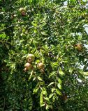 View full-size image Punica granatum