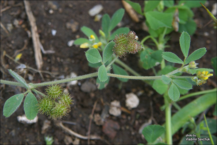 Image of genus Medicago specimen.