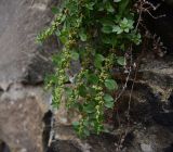 View full-size image genus Parietaria