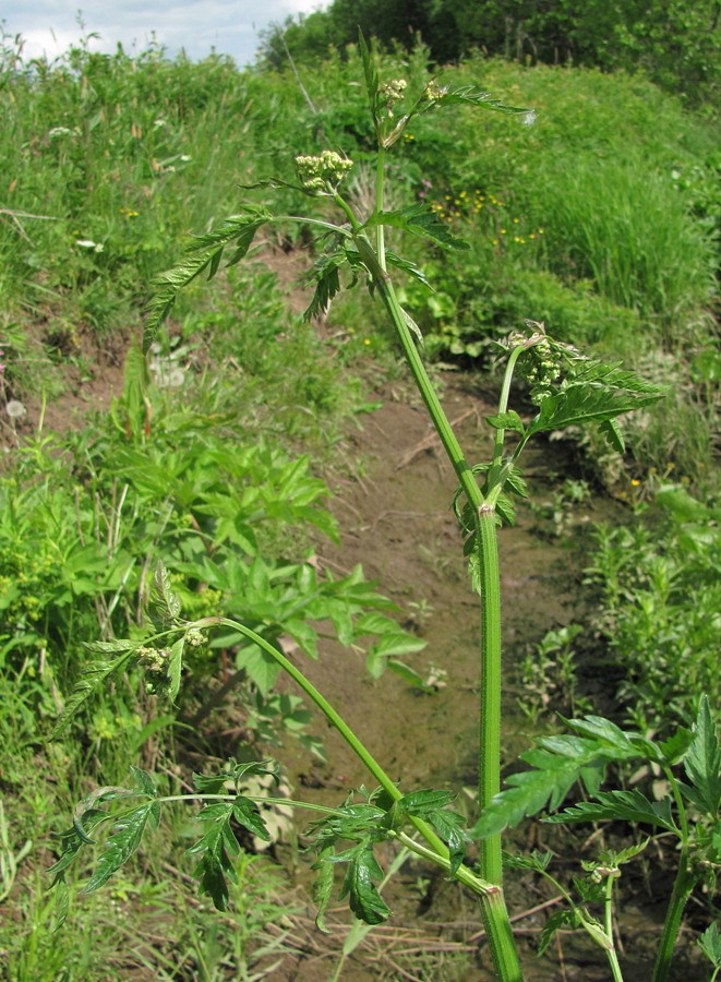 Image of Anthriscus sylvestris specimen.