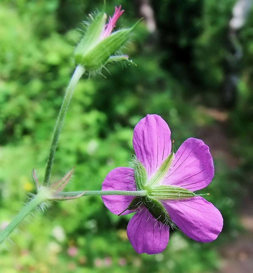 Image of Geranium maximowiczii specimen.