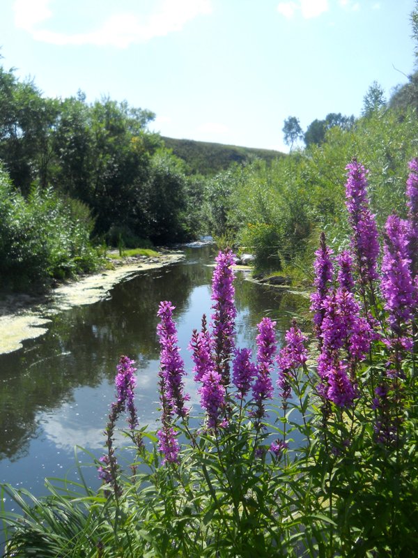 Image of Lythrum salicaria specimen.