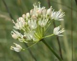 Allium flavescens. Соцветие. Белгородская обл., окр. пос. Борисовка, ур. Острасьев яр, степь на склоне южной экспозиции. 08.07.2011.