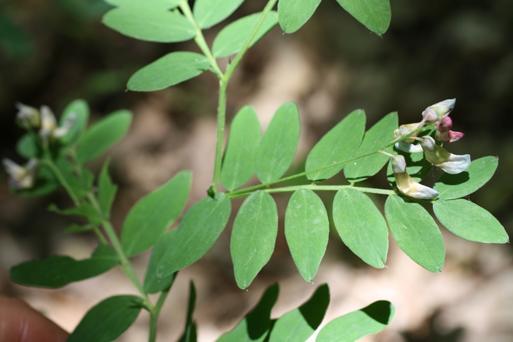 Image of Lathyrus niger specimen.