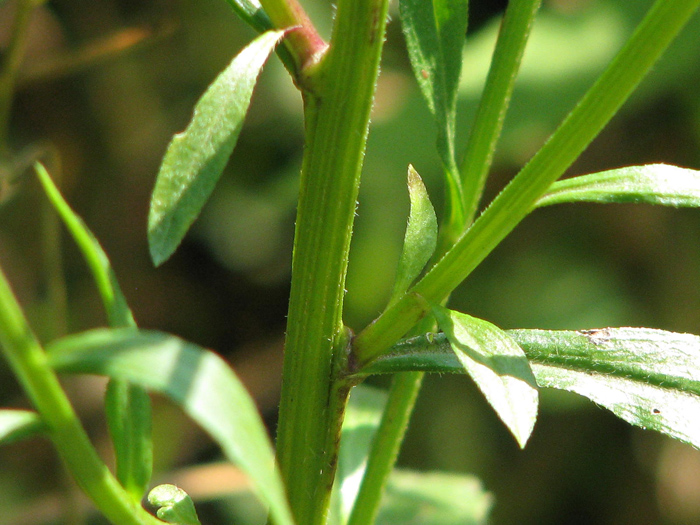 Image of Erigeron annuus specimen.