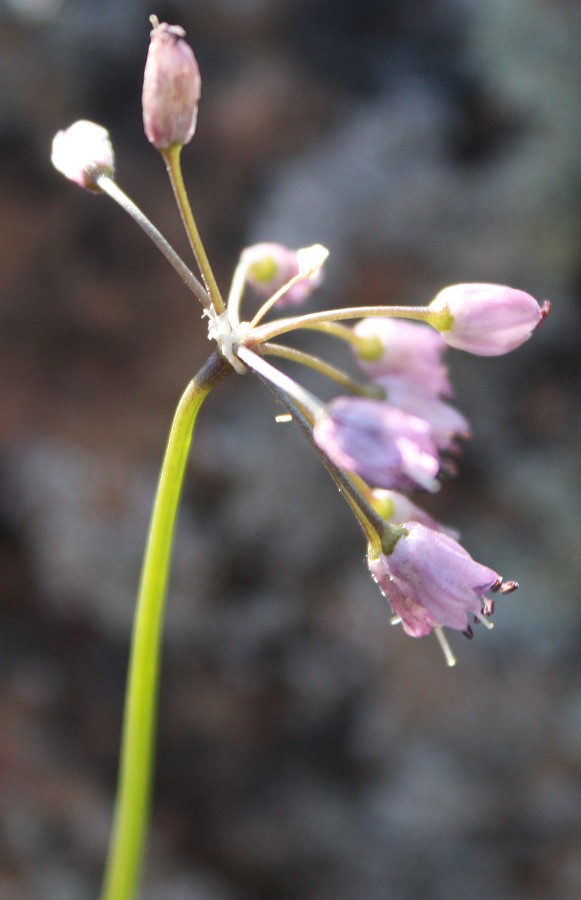 Изображение особи Allium rubens.