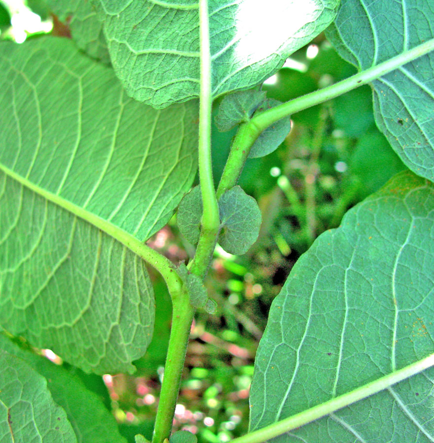 Image of Salix &times; capreola specimen.