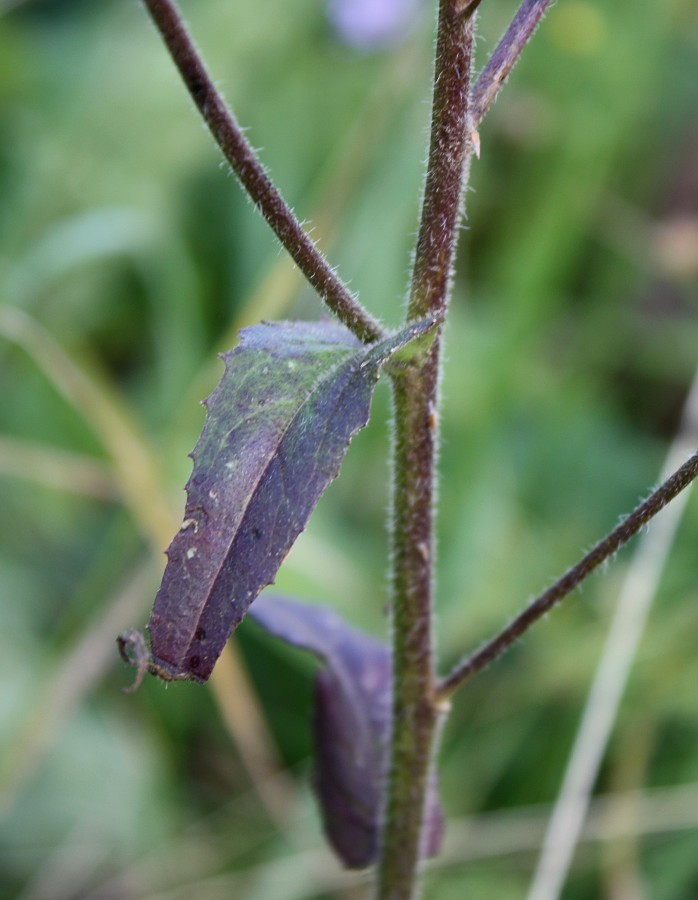 Image of Hesperis sibirica specimen.