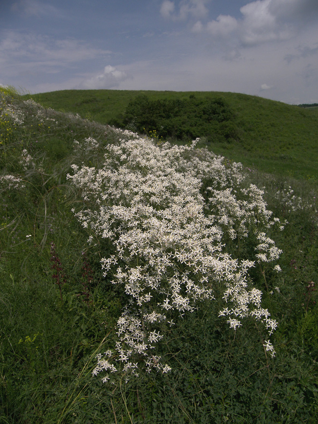 Image of Clematis lathyrifolia specimen.