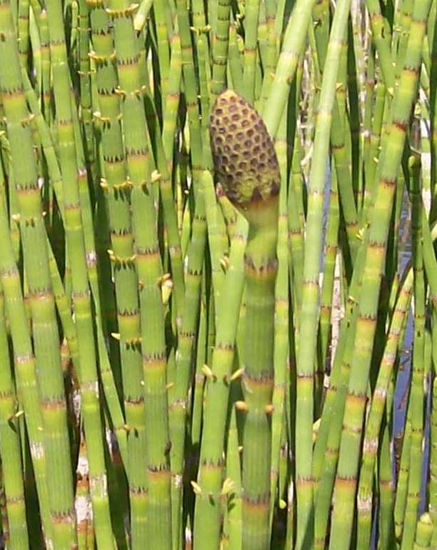 Image of Equisetum fluviatile specimen.