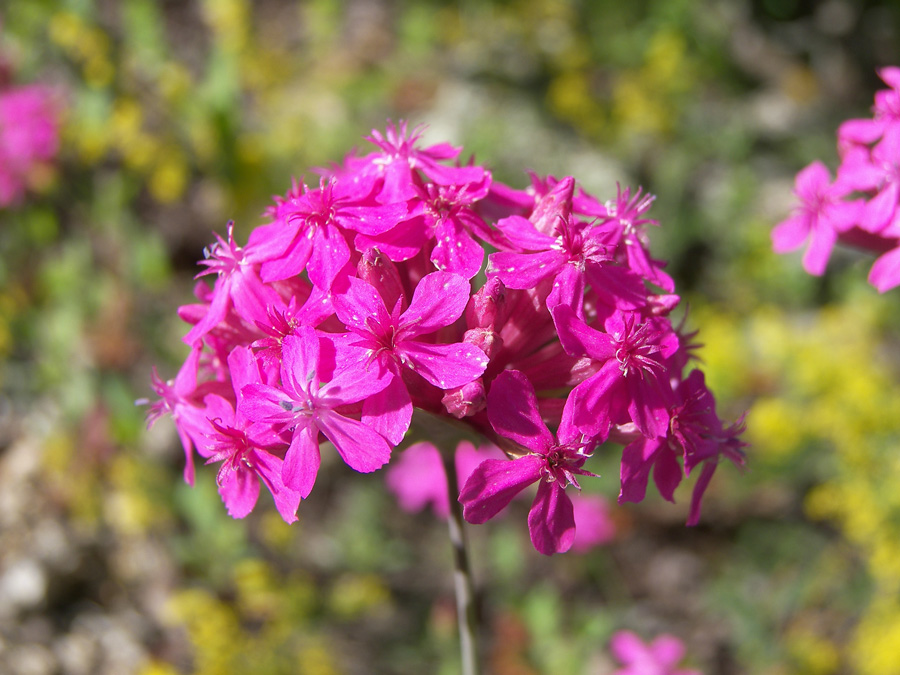 Image of Silene compacta specimen.