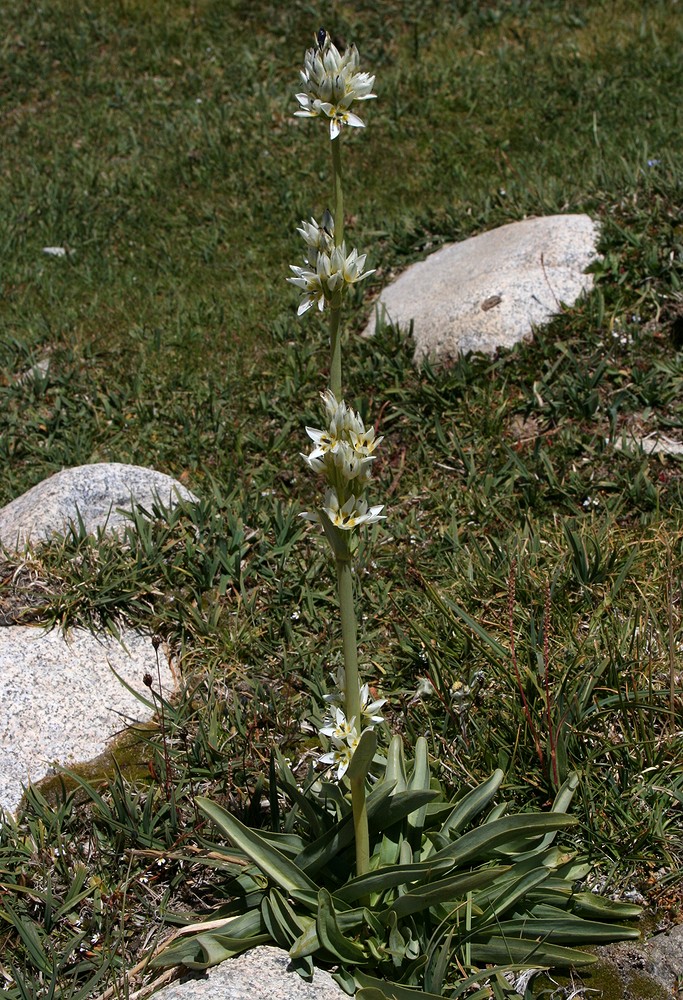 Image of Swertia lactea specimen.