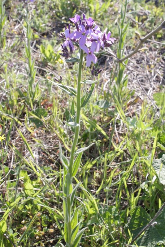 Изображение особи Hesperis pseudocinerea.