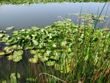 Nymphaea alba. Заросли цветущих растений у берега речной протоки; на переднем плане - куртина камыша озёрного. Астраханская обл., Камызякский р-н, протока р. Старая Волга. 29.08.2009.