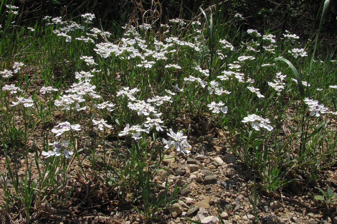 Image of Iberis simplex specimen.