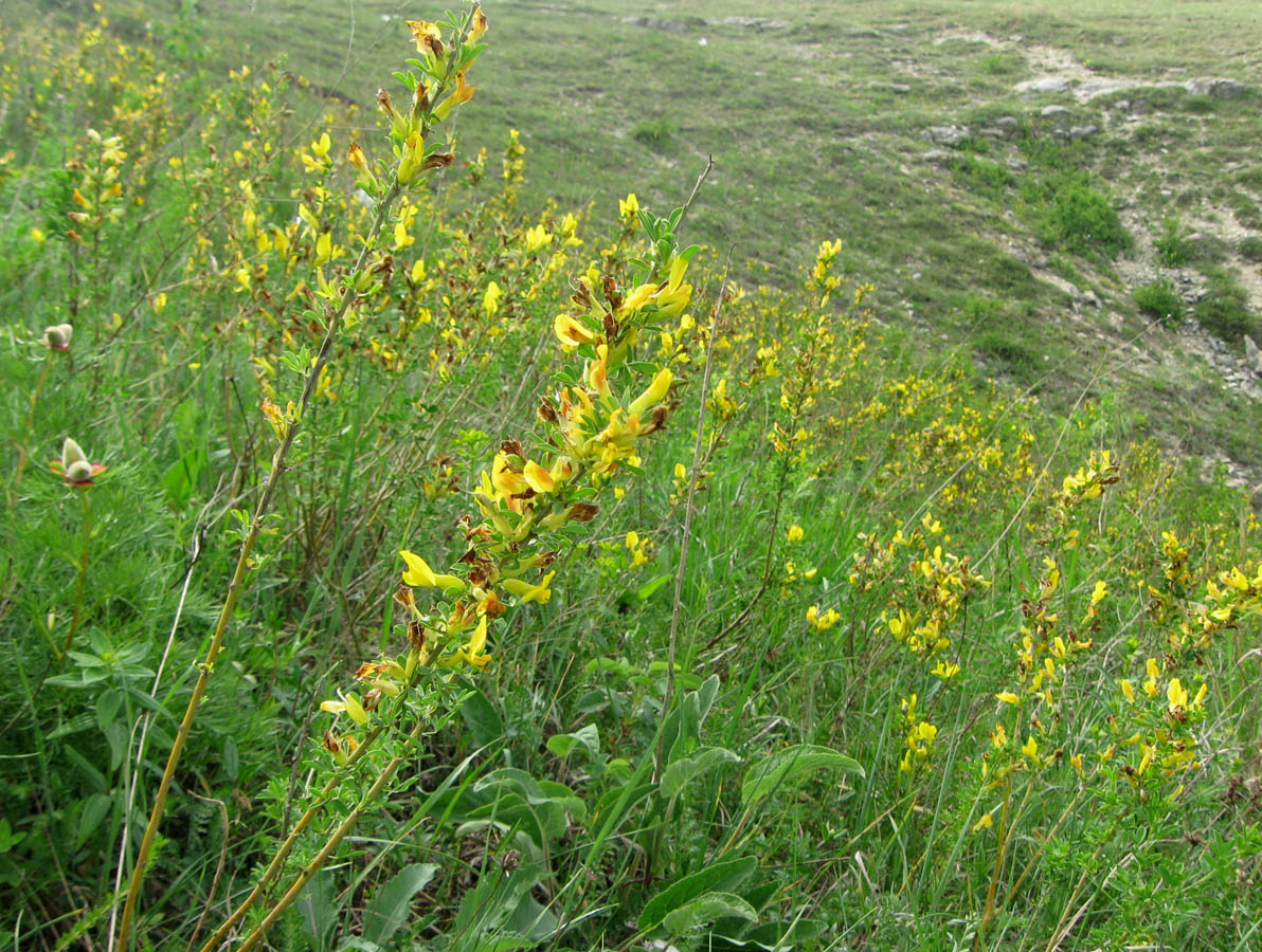 Изображение особи Chamaecytisus ruthenicus.