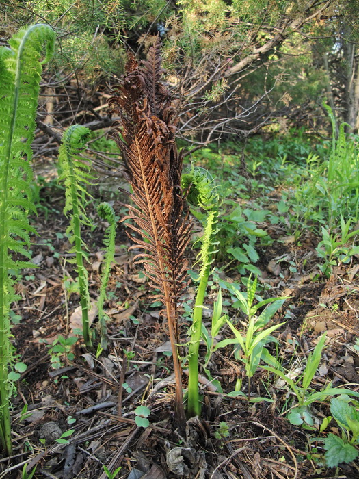 Изображение особи Matteuccia struthiopteris.