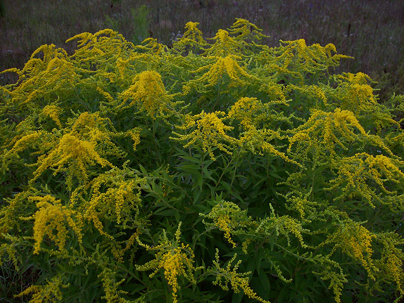 Image of Solidago canadensis specimen.