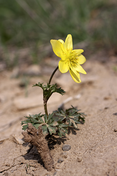 Image of Anemone gortschakowii specimen.