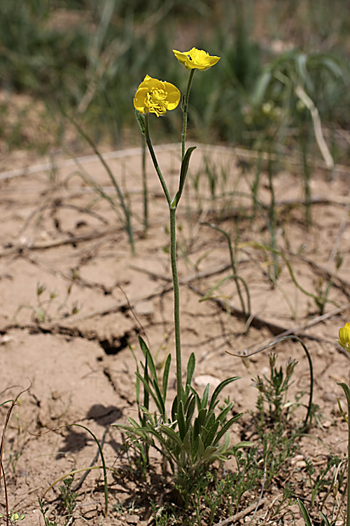 Image of genus Ranunculus specimen.