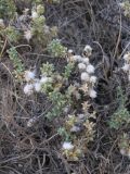Salsola ericoides
