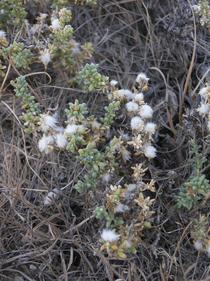 Изображение особи Salsola ericoides.