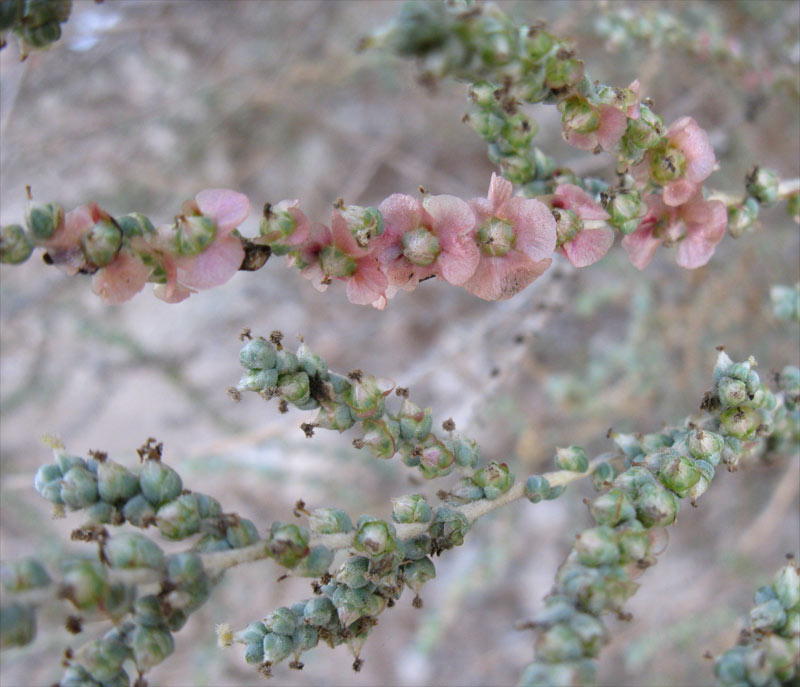 Изображение особи семейство Chenopodiaceae.