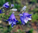 Campanula persicifolia