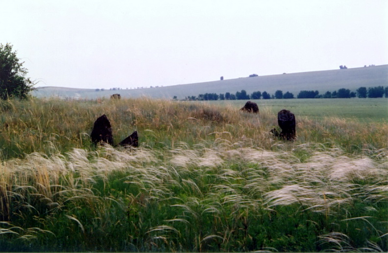 Image of Stipa pennata specimen.