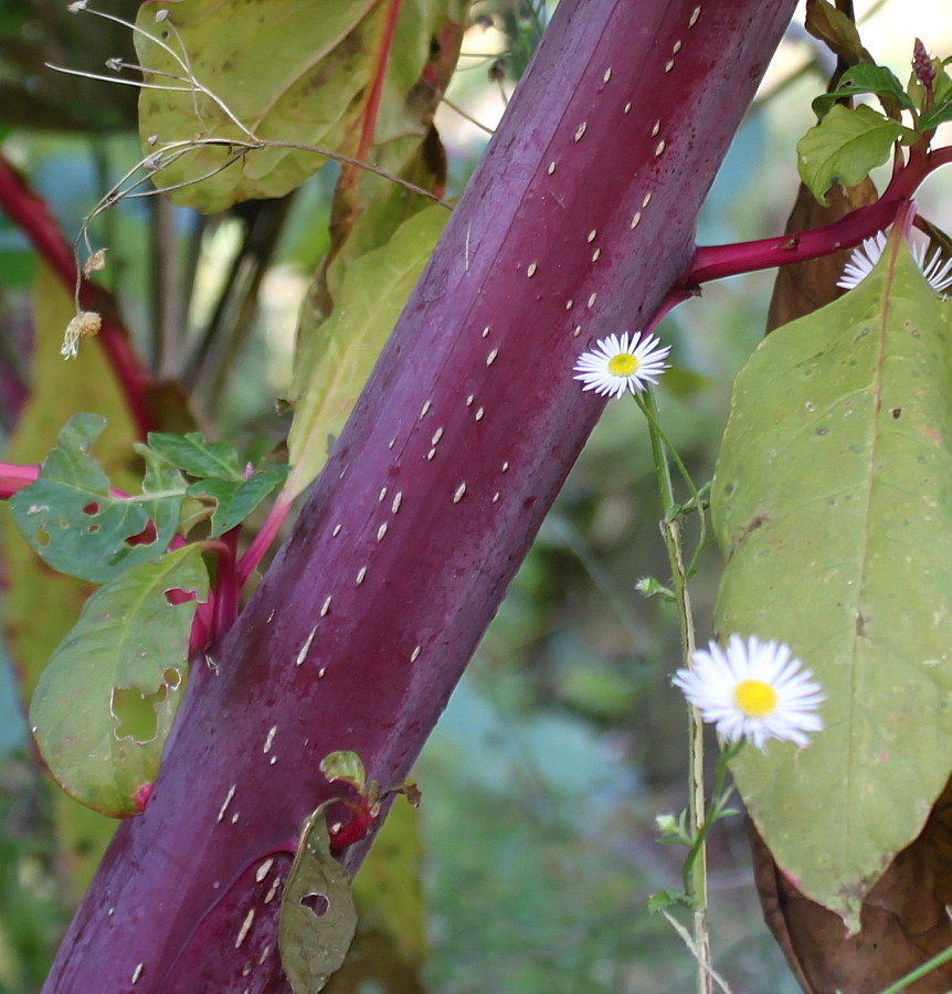 Изображение особи Phytolacca americana.