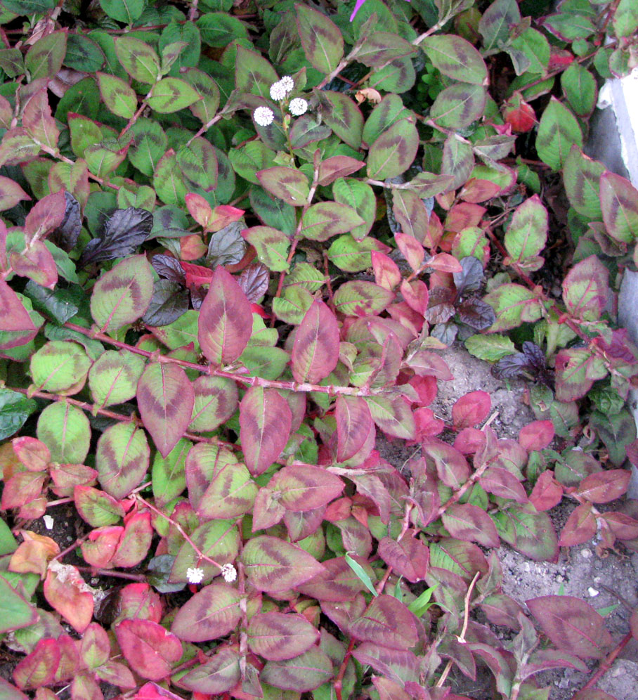 Image of Persicaria capitata specimen.