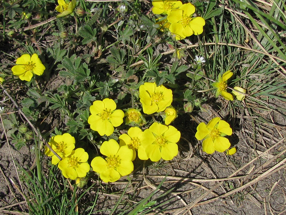 Изображение особи Potentilla incana.