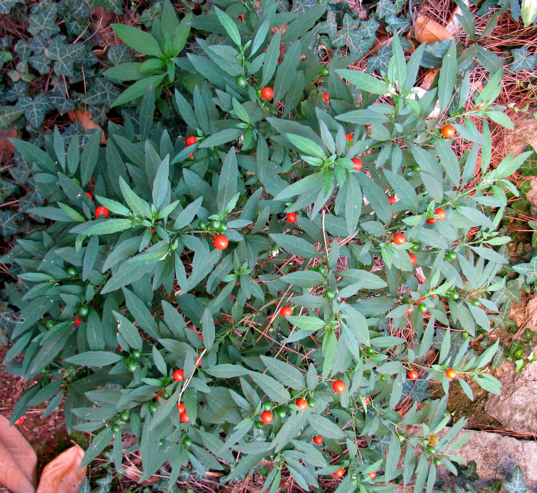 Image of Solanum pseudocapsicum specimen.