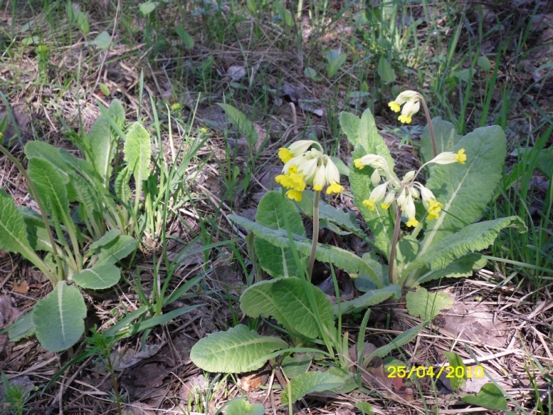 Image of Primula veris specimen.